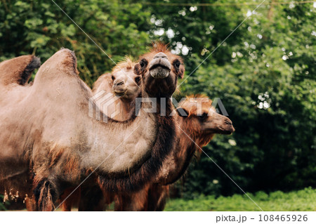 Heads of two camels in the Gobi desert in Mongolia. Close up nose, mouth and eyes of big brown camel heads. Heads of two camels in the Gobi desert in Mongolia. Close up nose, mouth and eyes of big brown camel heads. 108465926