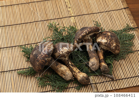 竹のマットに置いた松茸 竹のマットに置いた松茸 108466411