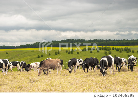 A Serene Scene of Grazing Cattle on a Sun-Drenched Grassland A Serene Scene of Grazing Cattle on a Sun-Drenched Grassland 108466598