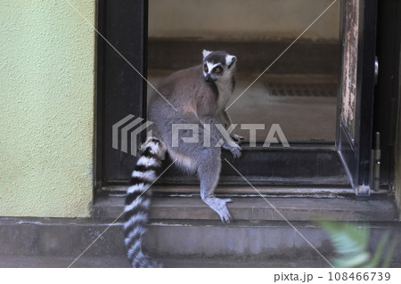 ワオキツネザル 108466739