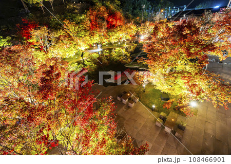 秋の日本三景松島　宮城県松島離宮 「紅葉＆ライトアップ2023」 宮城県松島町 108466901