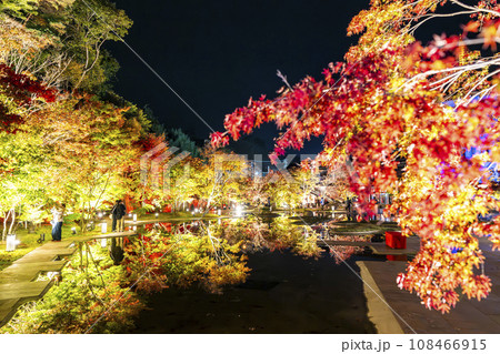 秋の日本三景松島 宮城県松島離宮 「紅葉&ライトアップ2023」 宮城県松島町 秋の日本三景松島 宮城県松島離宮 「紅葉&ライトアップ2023」 宮城県松島町 108466915