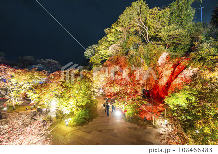 秋の日本三景松島 宮城県松島離宮 「紅葉&ライトアップ2023」 宮城県松島町 秋の日本三景松島 宮城県松島離宮 「紅葉&ライトアップ2023」 宮城県松島町 108466983
