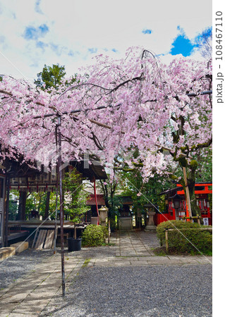 水火天満宮の枝垂れ桜(京都市上京区) 水火天満宮の枝垂れ桜(京都市上京区) 108467110