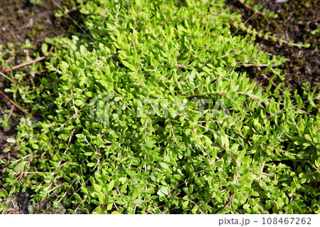 ツルマンネングサの緑の葉 108467262
