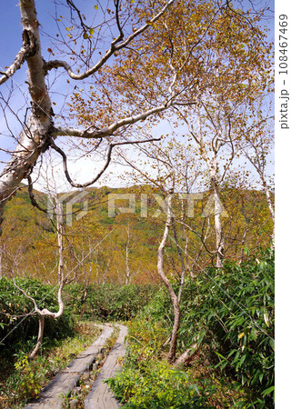 秋の栂池自然園 108467469