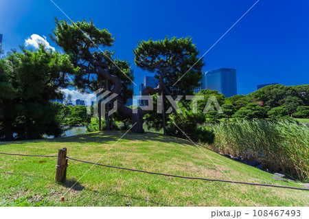 浜離宮恩賜庭園　2023年(夏) の風景 28 108467493