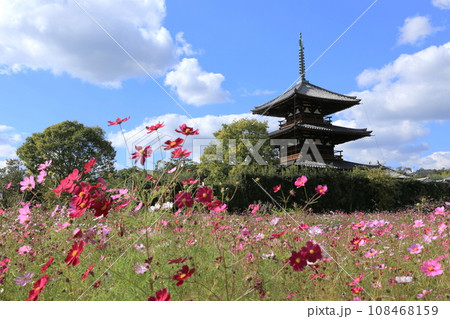 法起寺とコスモス 法起寺とコスモス 108468159