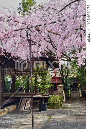 水火天満宮の枝垂れ桜(京都市上京区) 水火天満宮の枝垂れ桜(京都市上京区) 108468173