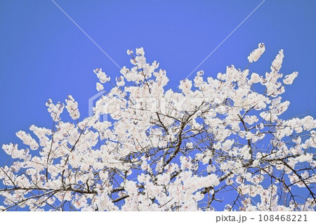 青空に映える満開の桜 青空に映える満開の桜 108468221