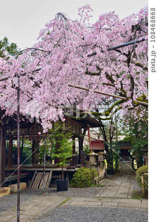 水火天満宮の枝垂れ桜（京都市上京区） 108468668