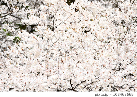 青空に映える満開の桜 青空に映える満開の桜 108468669