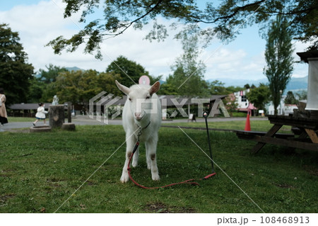 伊香保グリーン牧場の可愛いひつじ 108468913