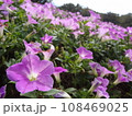 ひるがのピクニックガーデン　秋のペチュニア　花 108469025