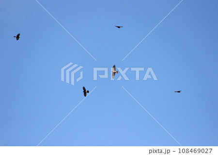 空 エーテル 大空 108469027