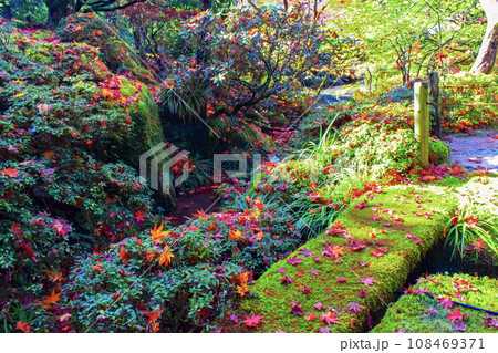 【栃木】秋の日光輪王寺 逍遥園の鮮やかな紅葉と緑のコントラスト 【栃木】秋の日光輪王寺 逍遥園の鮮やかな紅葉と緑のコントラスト 108469371