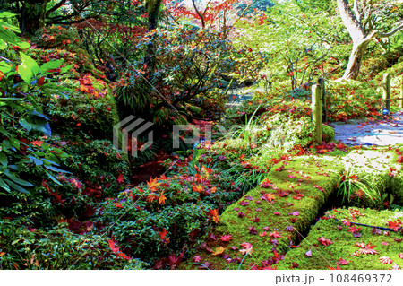 【栃木】秋の日光輪王寺 逍遥園の鮮やかな紅葉と緑のコントラスト 【栃木】秋の日光輪王寺 逍遥園の鮮やかな紅葉と緑のコントラスト 108469372