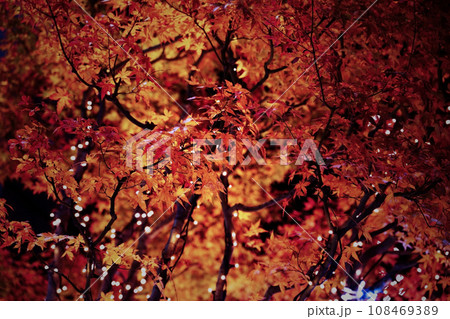 ライトアップされた紅葉 108469389