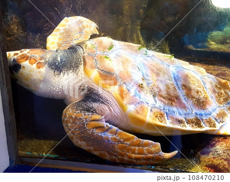 カメの寝顔 108470210