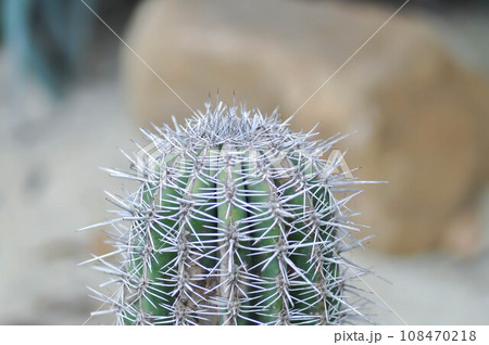 pachycereus pringlei cactus,elephant cactus or Mammillaria scrippsiana 108470218