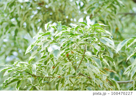 Bombax anceps Pierre, nBombacaceae,Bombax ceiba Linn or BOMBACACEAE or silk floss tree or Bombax ceiba L cultv variegata 108470227