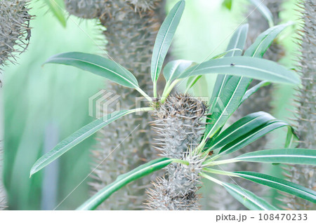 Madagascar Palm, pachypodium or Pachypodium Madagascar Palm or pachypodium lamerei or Pachypodium Sofiense Madagascar Palm, pachypodium or Pachypodium Madagascar Palm or pachypodium lamerei or Pachypodium Sofiense 108470233