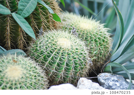 echinocactus grusonii, Golden barrel cactus or succulent 108470235