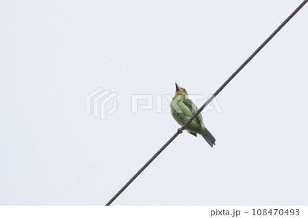 ワイヤー 草食 草食性 108470493