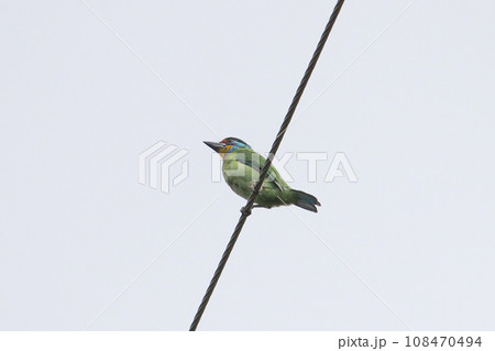ワイヤー 草食 草食性 108470494
