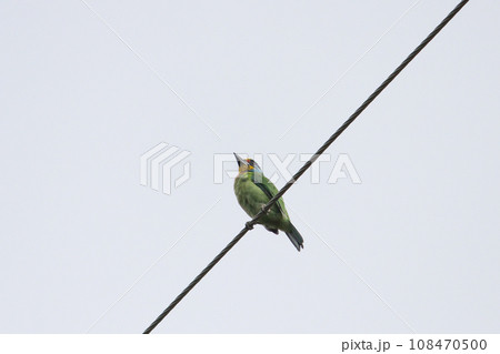 ワイヤー 草食 草食性 108470500