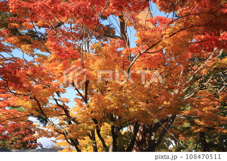 五稜郭公園の紅葉 108470511