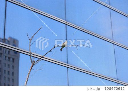 オキナグサ おきなぐさ 西洋翁草 108470612