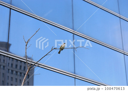 オキナグサ おきなぐさ 西洋翁草 108470613