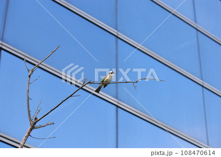 オキナグサ おきなぐさ 西洋翁草 108470614