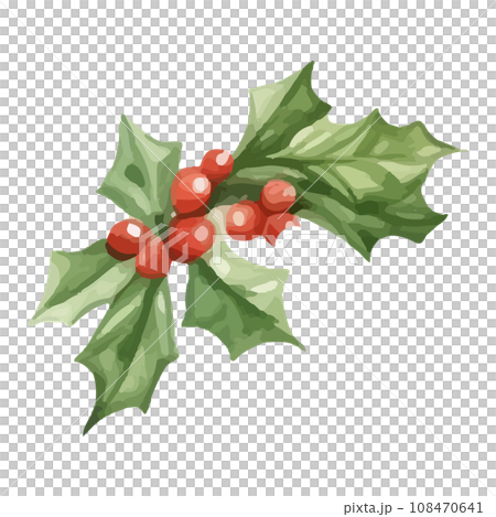Watercolor style transparent illustration of holly Watercolor style transparent illustration of holly 108470641