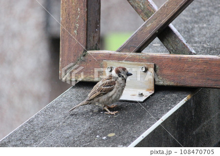 スズメ 雀 ワキアカツグミ 108470705