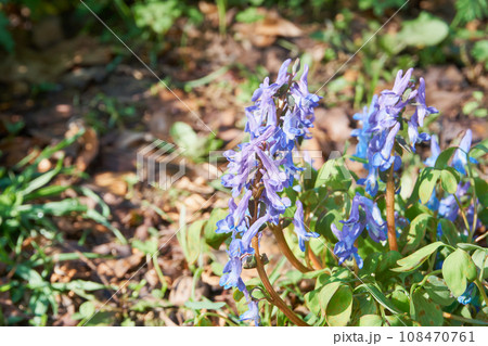 北海道に自生するエゾエンゴサク 北海道に自生するエゾエンゴサク 108470761