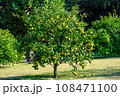 背景用秋の柑橘系果実木 背景用秋の柑橘系果実木 108471100
