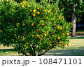 背景用秋の柑橘系果実木 背景用秋の柑橘系果実木 108471101