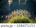 背景用秋のススキの群生 背景用秋のススキの群生 108471151