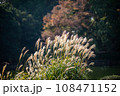 背景用秋のススキの群生 背景用秋のススキの群生 108471152
