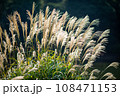 背景用秋のススキの群生 背景用秋のススキの群生 108471153