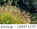 背景用秋のススキの群生 背景用秋のススキの群生 108471155