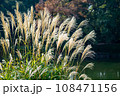 背景用秋のススキの群生 背景用秋のススキの群生 108471156