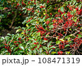 背景用秋の木々赤いナンテン 背景用秋の木々赤いナンテン 108471319