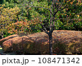 背景用秋の木々 背景用秋の木々 108471342