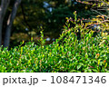 背景用秋の木々 背景用秋の木々 108471346