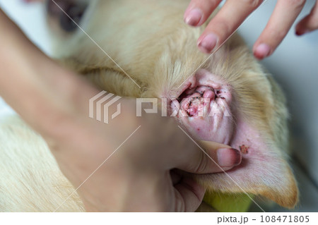 Woman hand picking a tick sucking blood on dog skin 108471805