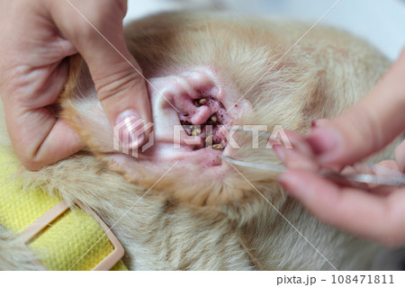 Woman hand picking a tick sucking blood on dog skin Woman hand picking a tick sucking blood on dog skin 108471811