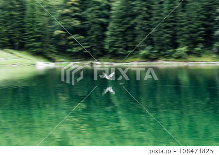Seealpsee mountain lake with duck flying in Alpstein mountain range during summer at Appenzell, Switzerland Seealpsee mountain lake with duck flying in Alpstein mountain range during summer at Appenzell, Switzerland 108471825